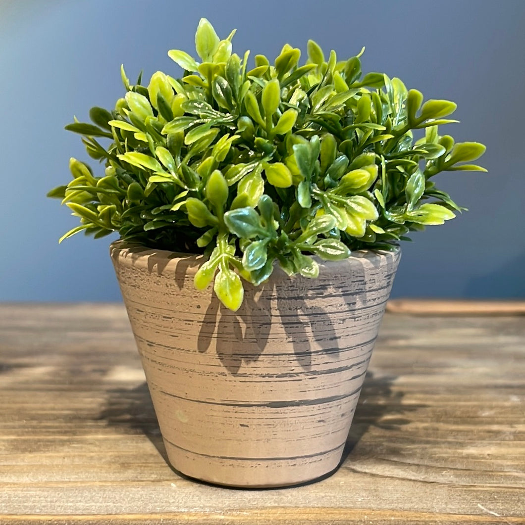 Roy Mini Spring Pot